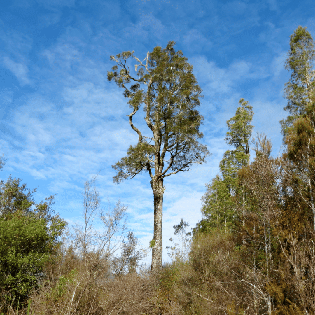 Kahikatea MyNativeForest